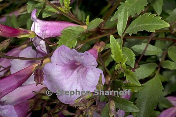 incarvillea arguta 5 graphic